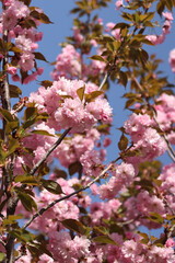 Fototapeta premium Branches of blooming pink sakura against a clear blue sky in spring. Delicate spring flowering of Japanese cherry with dense pink inflorescences and young leaves. Terry flowers in full bloom