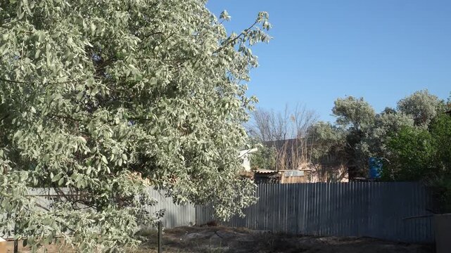 jida tree Elaeagnus angustifolia. in the garden wind blue sky