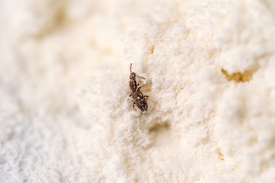 Extreme macro of a rice weevil (Sitophilus oryzae) covered in flour, crawling on a white powdery surface.