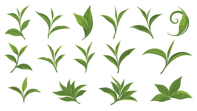 Assortment of fresh green tea leaves and sprigs in various configurations for health, wellness, and organic product branding.