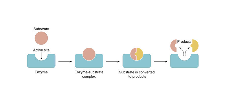 Enzyme function. substrate, enzyme, enzyme-substrate complex. Enzymatic reaction. Key and lock. Scientific design. Vector illustration.