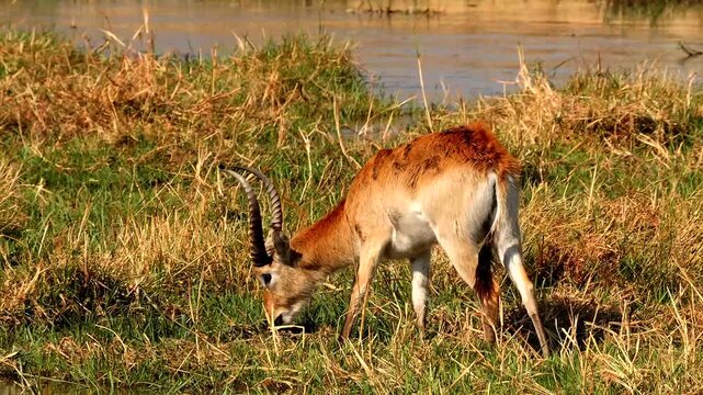 red lechwe, Kobus leche leche, on the riverside eating grass and looking around 222