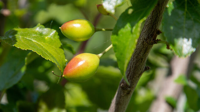 Mirabellen Makro