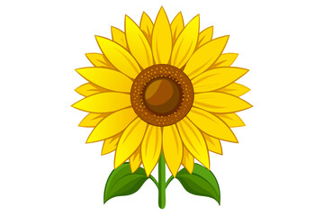 Obraz premium sunflower on white background