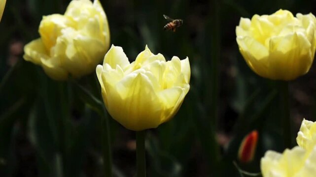 Slow motion of a bee flying on a vibrant tulip