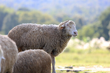 A woolly adult sheep standing in a green pasture and looking away with blurred nature and trees in the background. © skarie