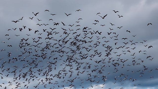 abetting. A vast flock of birds changing direction against a stormy sky, flying towards a clear patch. wildlife magazines, conservation campaigns, designed for eco-tourism storytelling.