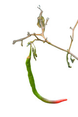 Obraz premium Isolated Single Green Chili Pepper Ripening to Red on Withered Branch
