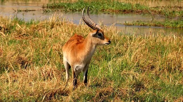 red lechwe, Kobus leche leche, on the riverside eating grass and looking around 225