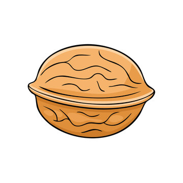 Single brown walnut nut with detailed texture on white background cartoon illustration