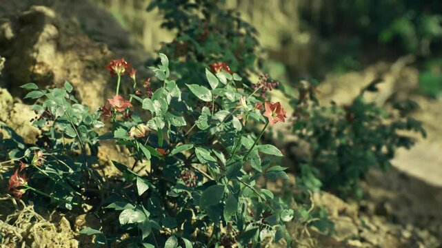 Sunlit flower patch among mossy rock, delicate red blooms nestled low, dappled light and soft bokeh, warm earthy tones, close macro perspective with shallow