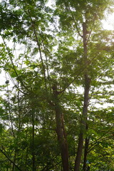 Fototapeta premium Tall Trees Reaching Up Toward Sky