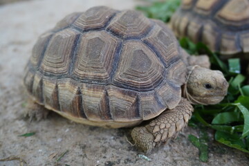 Fototapeta premium Small Tortoise Walking on Ground Near Leaves