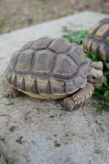 Obraz premium Young Tortoise on Ground Close View