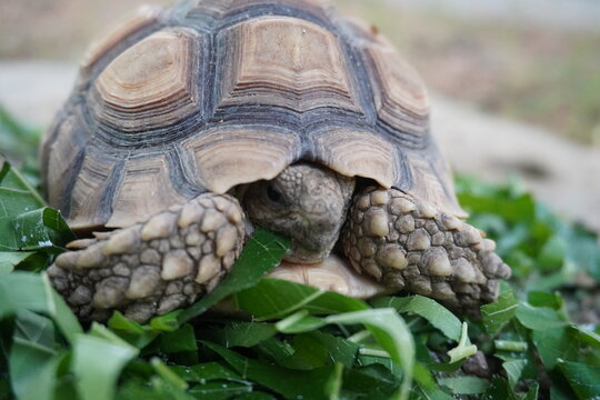 Tortoise Eating Green Leaves Close Up