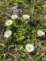 Small White Daisy Wildflowers Growing in Green Grass on a Sunny Spring Meadow Close Up View © Nataliia Kovtsun