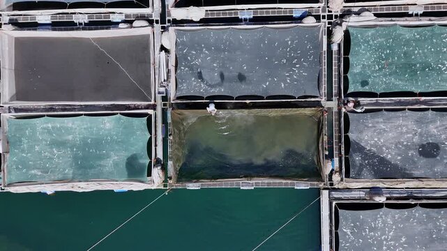 Aerial top-down view of workers feeding fish in vibrant turquoise aquaculture tanks.
