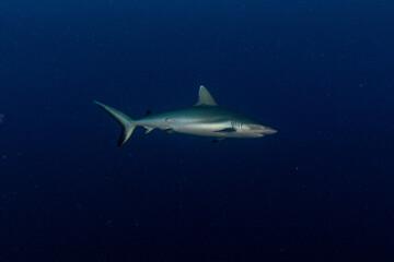 Fototapeta premium shark in the sea