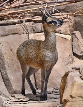 The klipspringer (Oreotragus oreotragus) is a small antelope found in eastern and southern Africa.