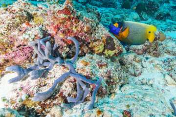 Obraz premium coral reef with fish