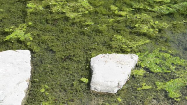 Waterbird gliding through green algae on a calm pond surface, viewed from above with stones in foreground.