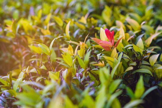 Vibrant red young shoots and green leaves of Syzygium australe or Australian Rose Apple. Beautiful ornamental shrub in tropical garden. Fresh red and green leaves of Brush Cherry. Syzygium myrtifolium