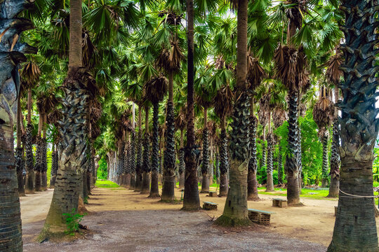 Large sugar palm or Borassus flabellifer plantation. Scenic view of Asian palmyra palm farm. Tall trees and lush greenery. Professional sugar palm farm with lush green grass and tropical landscape.