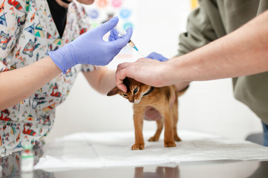 Veterinarian administers injection to abyssinian cat on examination table while owner gently restrains pet. Vaccination, medical treatment and preventive veterinary care.