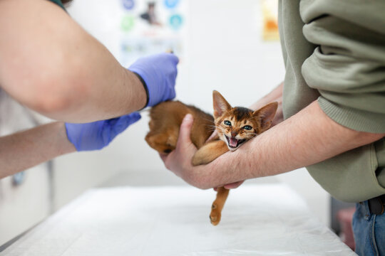 Small Abyssinian kitten is being examined by veterinarian in clinic. Vet visits, kitten care, animal welfare and emotional aspects of pet ownership.