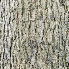 Fototapeta premium Abstract Oak Bark Texture – Organic Natural Pattern
