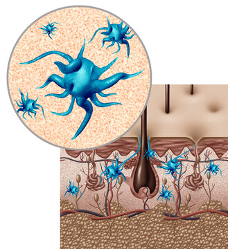 Skin immunity sentinel cells anatomy diagram concept showing a cross section of human skin with hair follicle with Langerhans cells dendritic cells as immune surveillance within skin tissue.