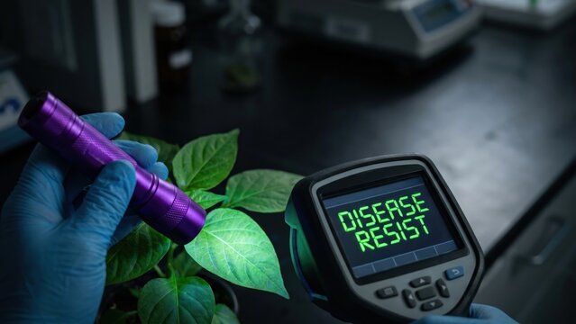 Illuminating Plant Pathology Insights with UV Flashlight in Agricultural Defense Study
