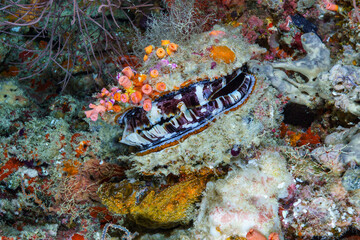 coral reef with fish © Evgenios