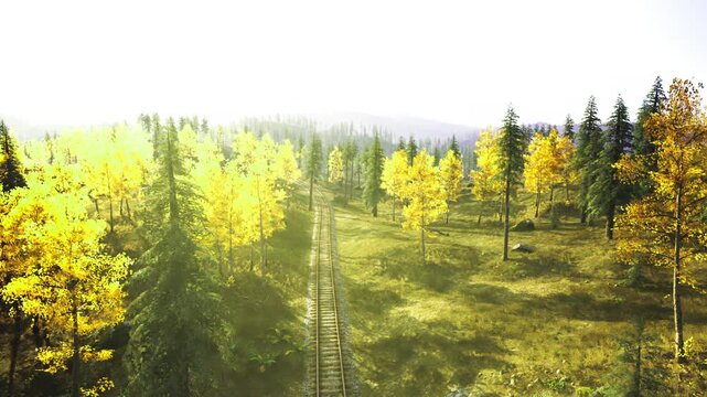 Bright sunlit clearing with distant tracks cutting through young trees, highkey exposure and airy mood, perfect for optimistic travel, wellness, and outdoor