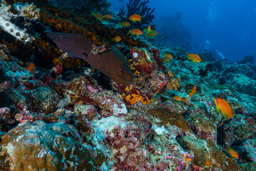 coral reef with fish © Evgenios