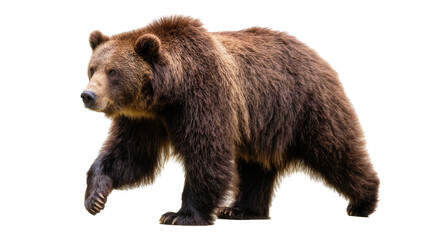 Fototapeta premium Brown Grizzly Bear Walking Profile View