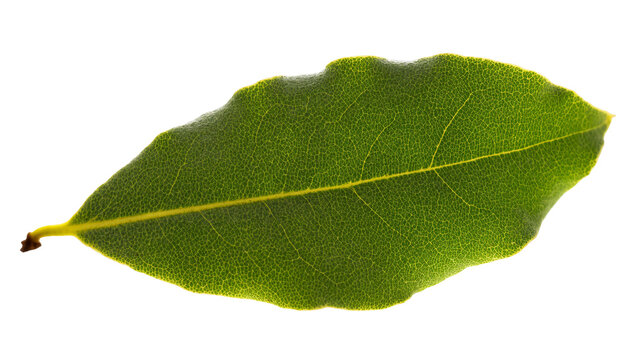Single Green Bay Laurel Leaf with Veins and Stem