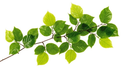 Vibrant Green Beech Branch with Numerous Fresh Leaves © Maria