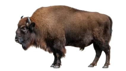 Fototapeten Büffel Brown American Bison Standing Profile View with Shaggy Fur and Horns  © Maria