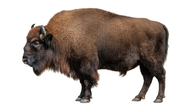 Brown American Bison Standing Profile View with Shaggy Fur and Horns