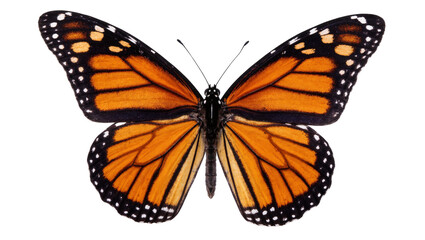 Monarch butterfly with orange wings and black markings © Maria