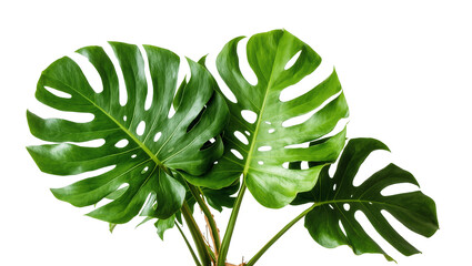 Large vibrant Monstera Deliciosa leaves with stem and roots © Maria