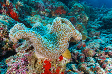 coral reef in the sea © Evgenios