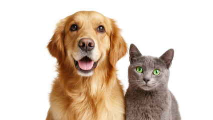 Golden Retriever and Gray Tabby Cat Close-Up Portrait © Maria