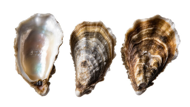 Three Raw Oyster Shells with Pearl and Textured Surfaces