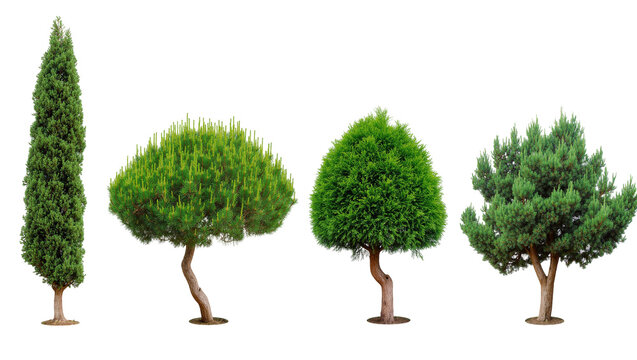Various shaped evergreen trees on trunks, row of four