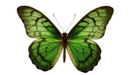 Vibrant Green Butterfly with Black Veins and Yellow Markings © Maria
