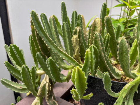 Green Stapelia Gigantea Carrion Plant Succulent Growing in Pot Close Up