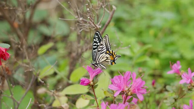 Close up selective focus of a beautiful black and white Asian butterfly resting on vibrant blooming pink flowers. A delicate nature scene showing spring floral beauty in a lush outdoor garden.