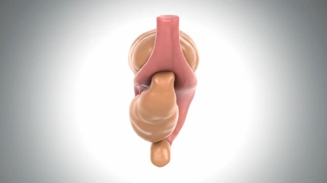 3D Human Pancreas Anatomy Model Rotation - Digestive and Endocrine Organ